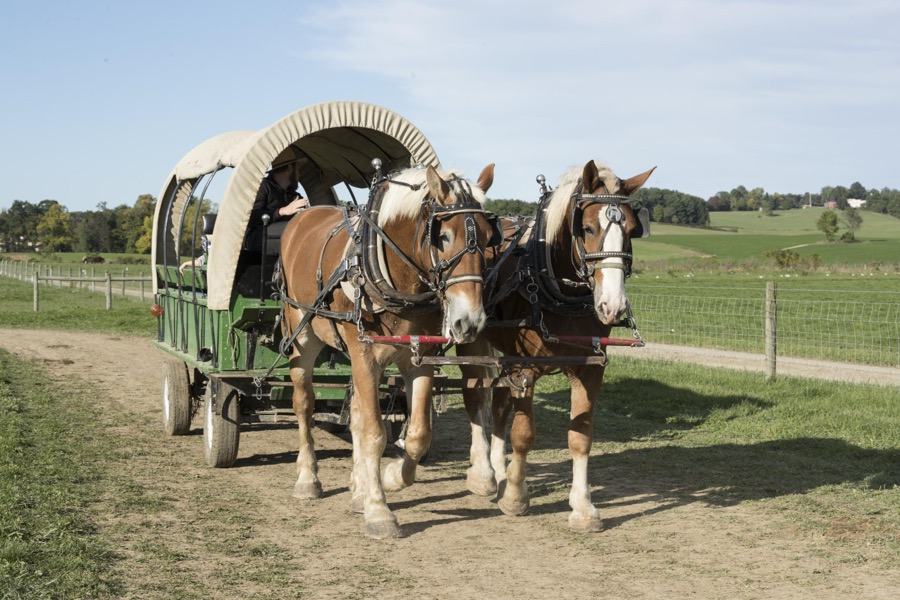 A horse-drawn wagon carries visitors into the pumpkin patch each autumn at Hershberger's Farm and Bakery, a greatly expanded produce stand near the town of Berlin in central Ohio's "Amish Country"