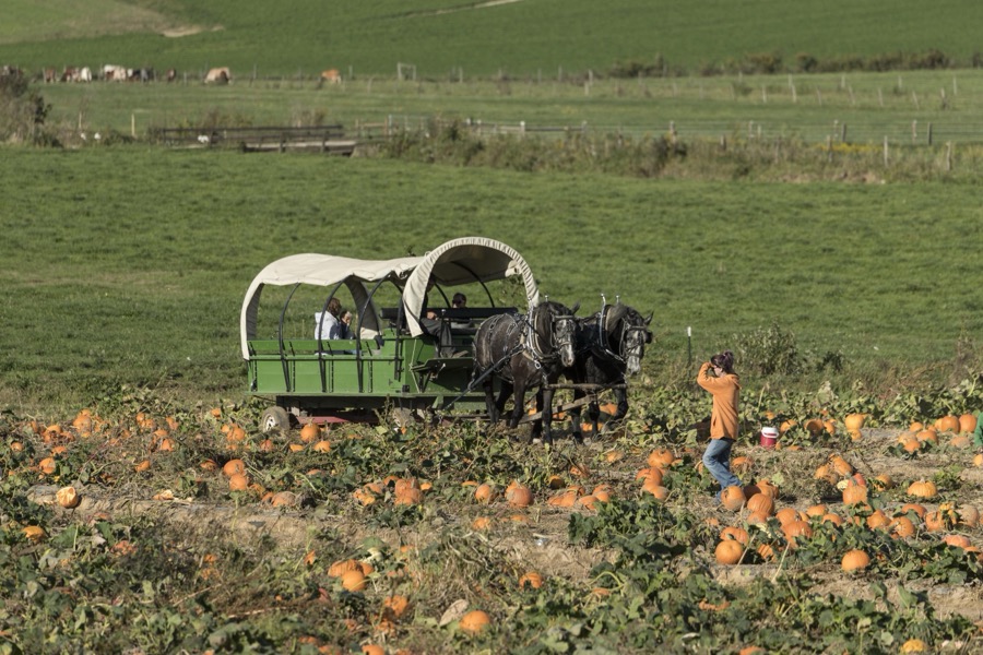 A horse-drawn wagon carries visitors into the pumpkin patch each autumn at Hershberger's Farm and Bakery, a greatly expanded produce stand near the town of Berlin in central Ohio's "Amish Country"