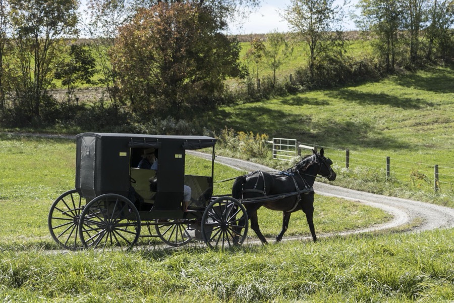 An Amish horse, buggy, and rider or riders clip-clop down a country road in Holmes County, Ohio, near Walnut Creek
