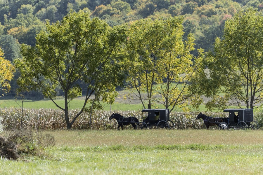 Amish horses, buggies, and their riders clip-clop down a country road in Holmes County, Ohio, near Walnut Creek