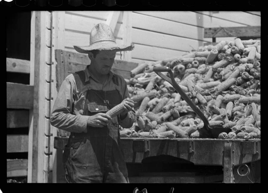 Farmer loading corn into corn crib, Scioto Farms, Ohio
