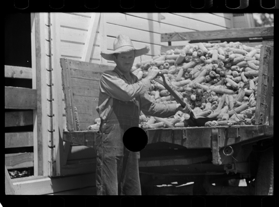 Farmer loading corn into corn crib, Scioto Farms, Ohio