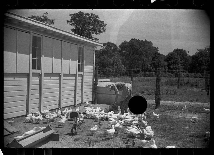 Wife of homesteader in garden, Scioto Farms, Ohio