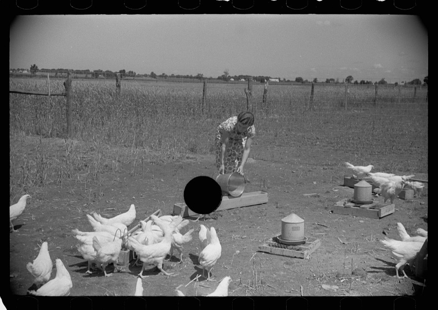 Farmer's wife feeding chickens, Scioto Farms, Ohio