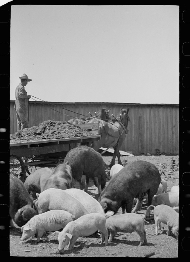 Farmer feeding hogs, Scioto Farms, Ohio