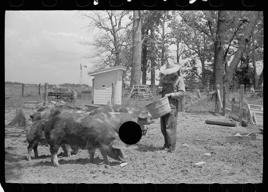 Farmer feeding hogs, Scioto Farms, Ohio