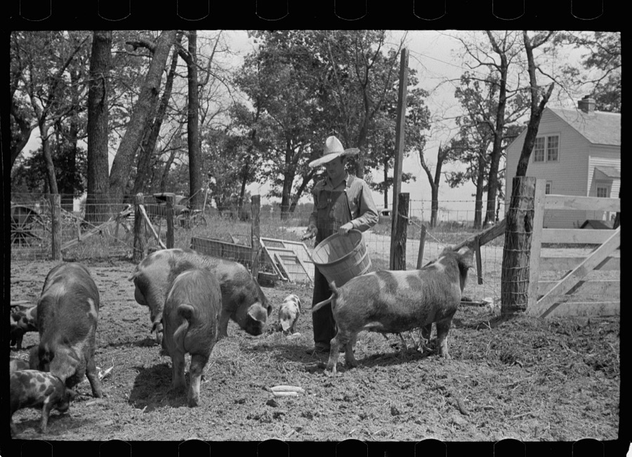 Farmer feeding hogs, Scioto Farms, Ohio