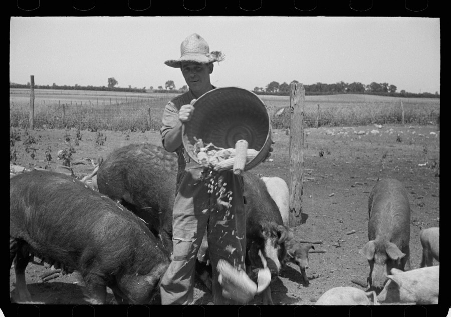 Farmer feeding hogs, Scioto Farms, Ohio