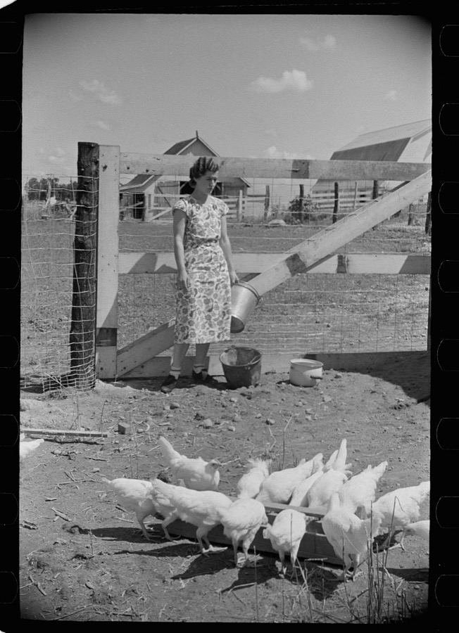 Chickens on one of the farm units, Scioto Farms, Ohio
