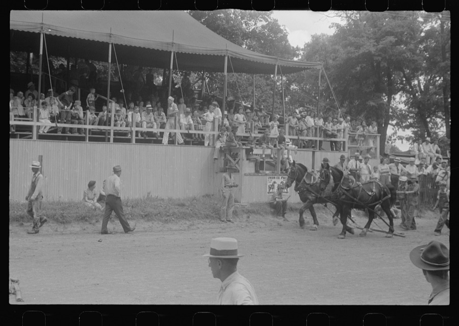 Livestock display, Champaign County Fair, Ohio