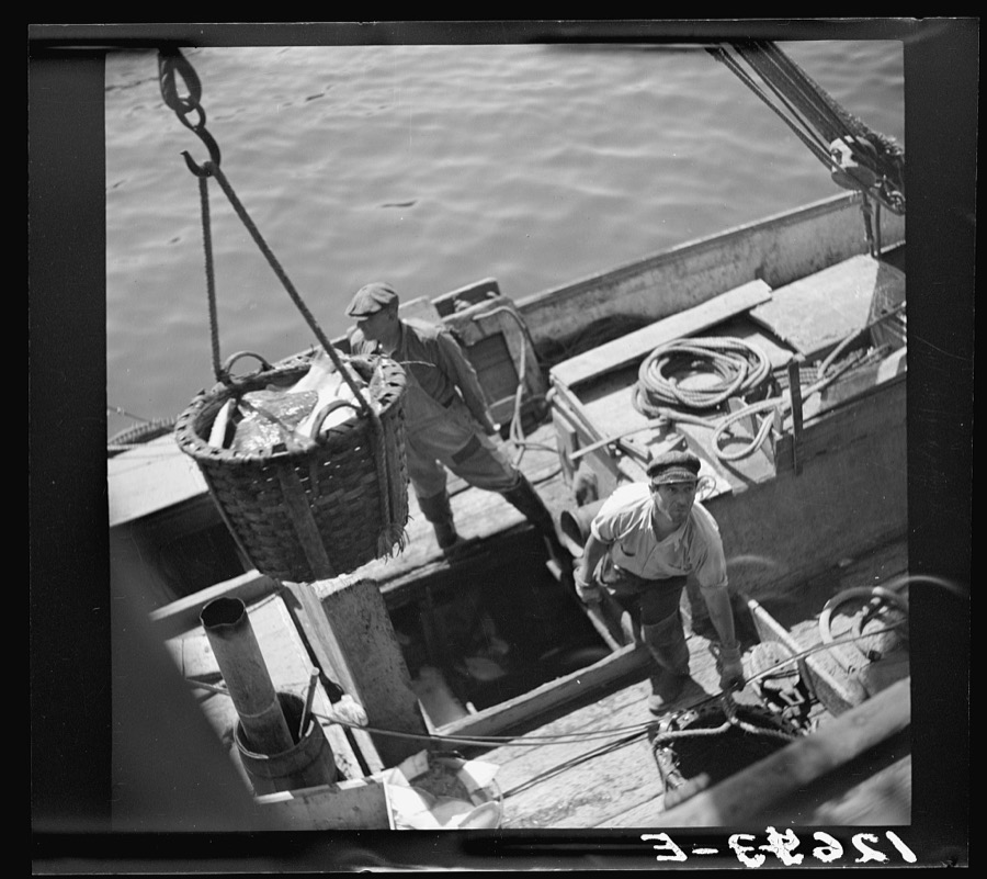 Landing fish at pier for direct overnight trucking to New York. Provincetown, Massachusetts