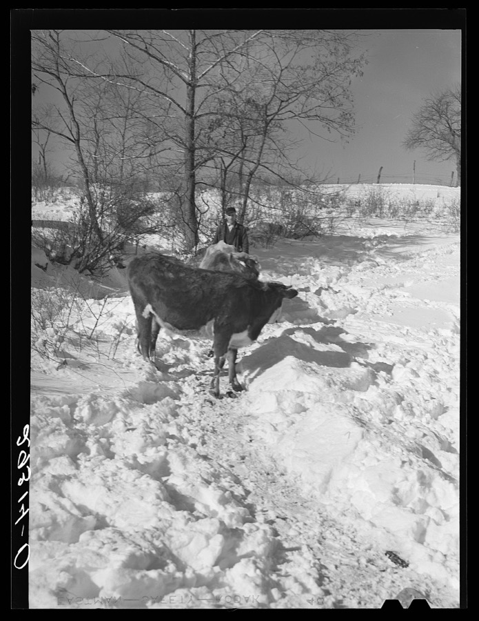 Ira Ison, rehabilitation client, bought two horses with his loan from the FSA (Farm Security Administration). Ross County, Ohio