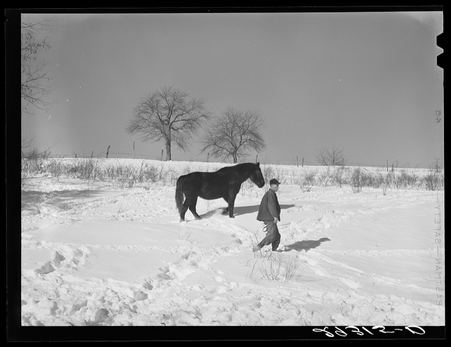 Horse on Ira Ison's farm. Ross County, Ohio
