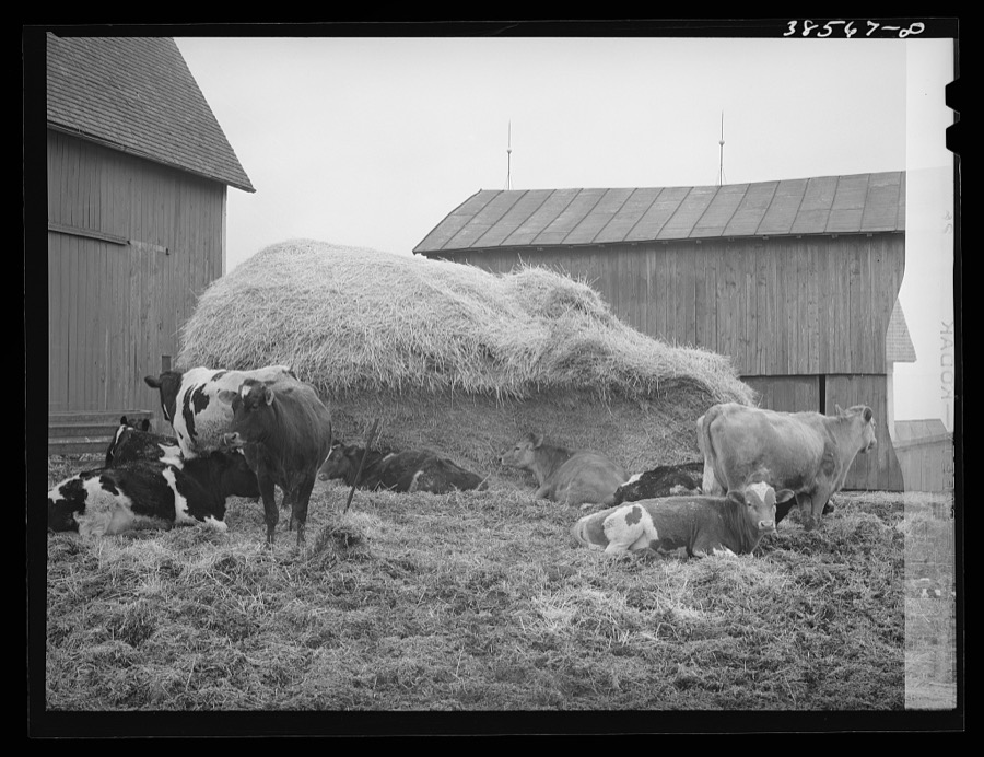 Barnyard scene. Hancock County, Ohio