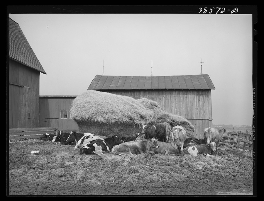 Barnyard scene. Hancock County, Ohio