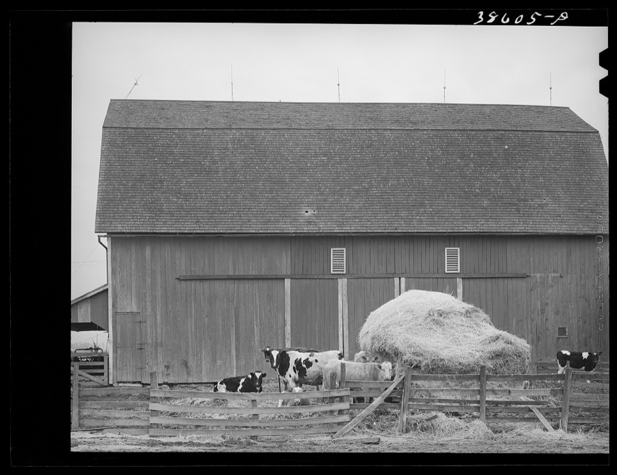 Barnyard scene. Hancock County, Ohio