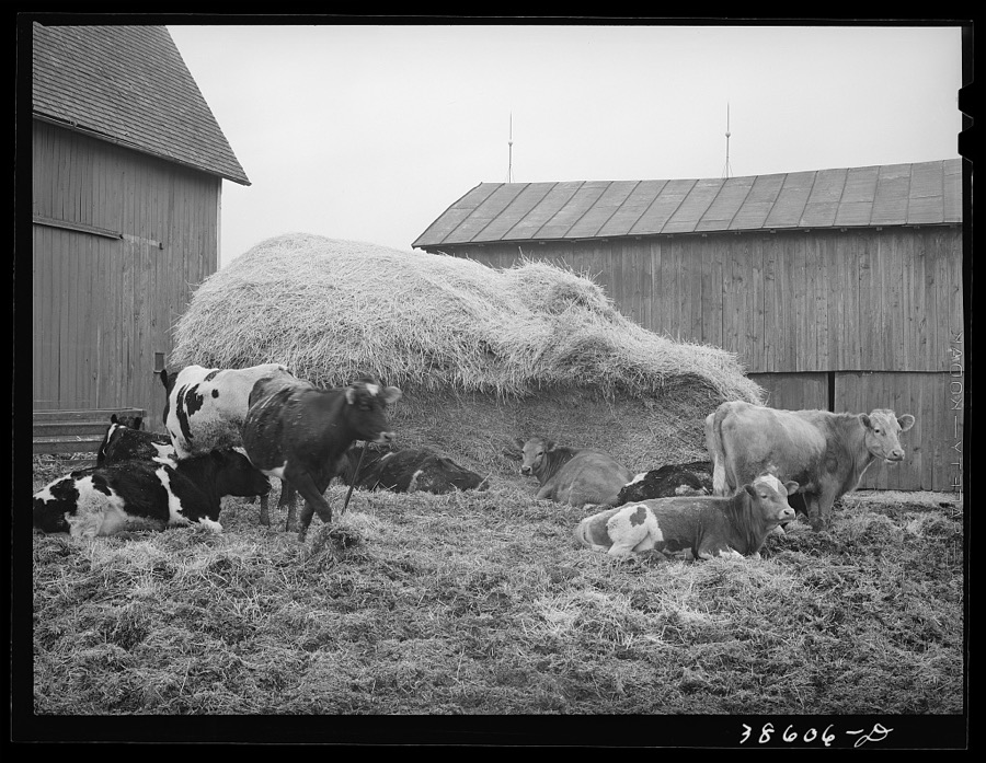 Barnyard scene. Hancock County, Ohio