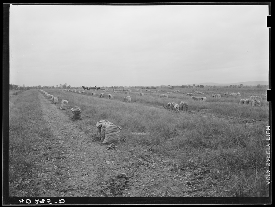 New England hurricane. Onion field near Hadley, Massachusetts