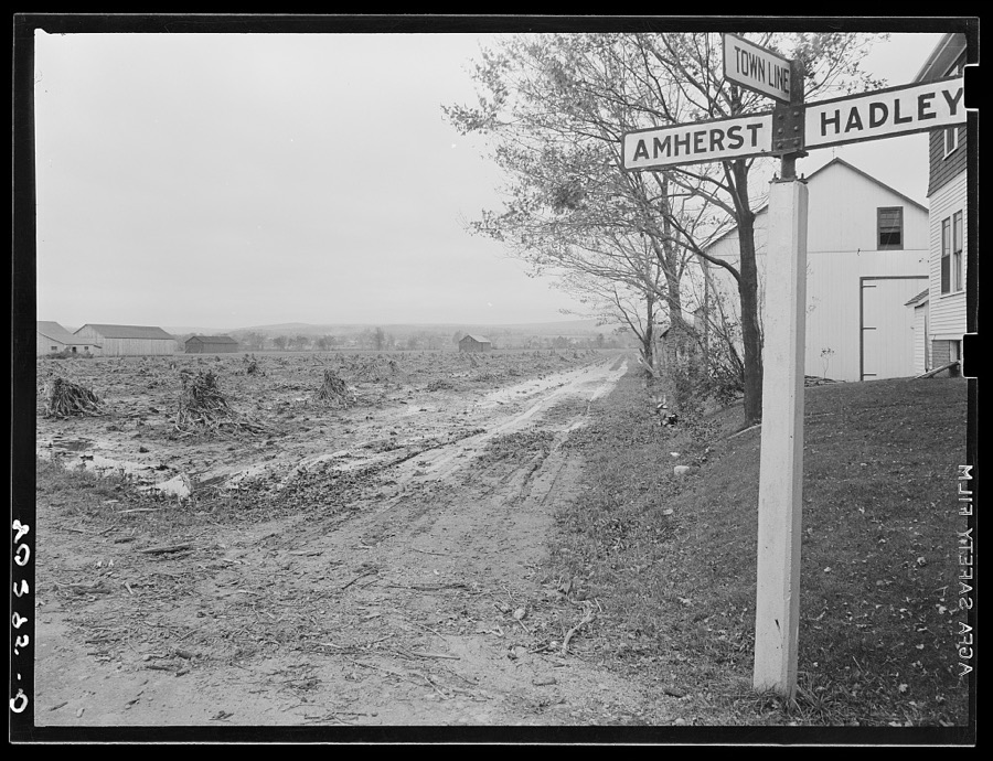 New England hurricane. Flooded-over cornfield near Amherst, Massachusetts