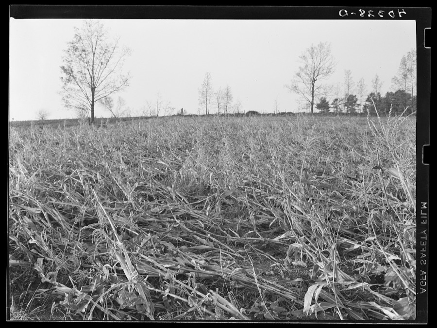 Worcester (vicinity), Massachusetts. A cornfield on the farm of H.L. Beers laid flat by the New England hurricane