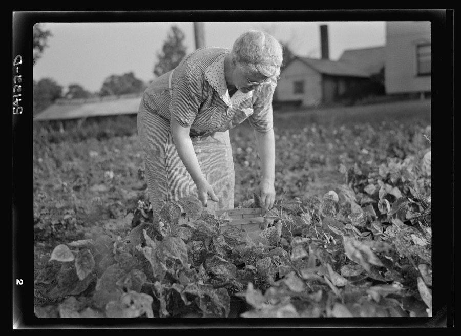 Mrs. Frank Rogers picking pencil pod beans which she will dry and store for later use