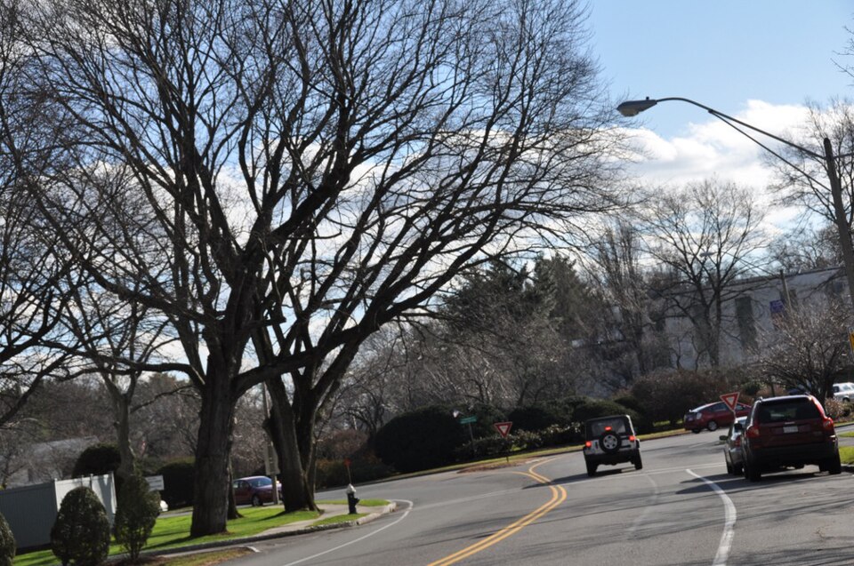 Photograph of West Roxbury Parkway