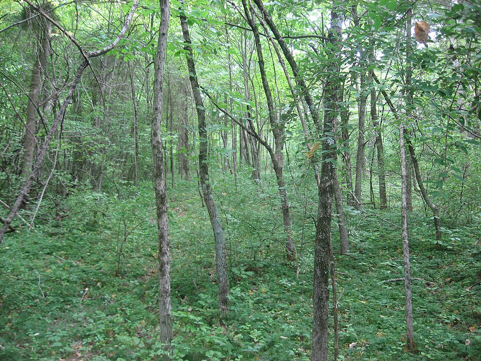 Photograph of Cowan Creek Circular Enclosure