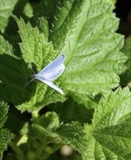 A photograph of the species Celastrina ladon, not of this specimen