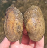A photograph of the species Lasmigona compressa, not of this specimen