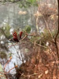 A photograph of the species Rhododendron viscosum, not of this specimen