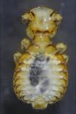 A photograph of the species Goniodes Nitzsch, not of this specimen