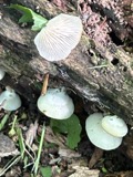 A photograph of the species Crepidotus applanatus, not of this specimen