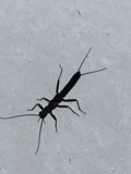 A photograph of the species Allocapnia vivipara, not of this specimen