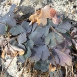 A photograph of the species Aquilegia L., not of this specimen
