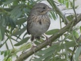 A photograph of the species Melospiza lincolnii, not of this specimen