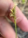 A photograph of the species Carex siccata, not of this specimen
