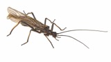 A photograph of the species Taeniopteryx burksi, not of this specimen