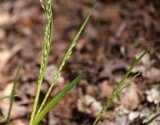 A photograph of the species Poa alsodes, not of this specimen