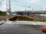 A photograph of the species Etheostoma flabellare, not of this specimen