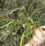 A photograph of the species Salix nigra, not of this specimen