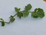 A photograph of the species Cardamine L., not of this specimen