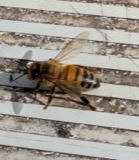 A photograph of the species Apis mellifera, not of this specimen
