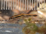 A photograph of the species Erimyzon sucetta, not of this specimen