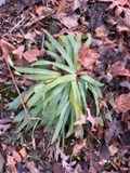 A photograph of the species Carex platyphylla, not of this specimen