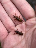 A photograph of the species Acroneuria abnormis, not of this specimen
