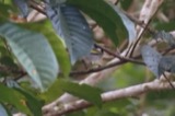 A photograph of the species Vermivora chrysoptera, not of this specimen