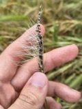A photograph of the species Ustilago nuda, not of this specimen