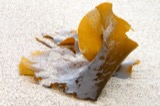 A photograph of the species Laminaria saccharina, not of this specimen
