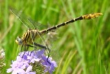A photograph of the species Dromogomphus spoliatus, not of this specimen