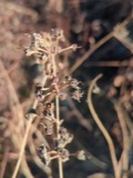 A photograph of the species Decodon verticillatus, not of this specimen